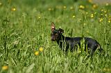 PINSCHER NAIN 183